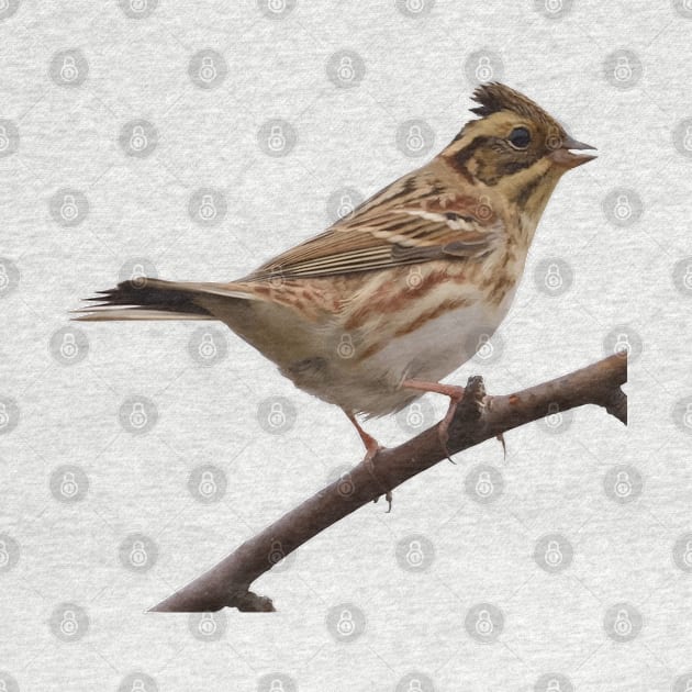 Rustic Bunting Bird Vector Isolated by taiche